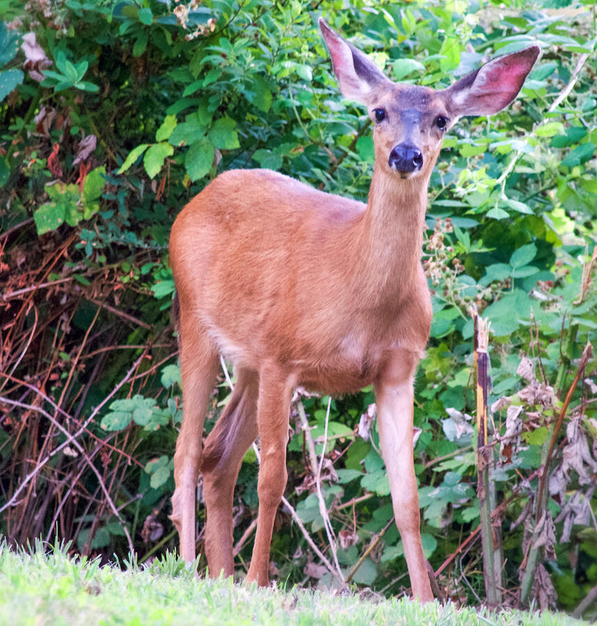 Blacktail Deer 1 Photograph by Tina Wentworth - Fine Art America