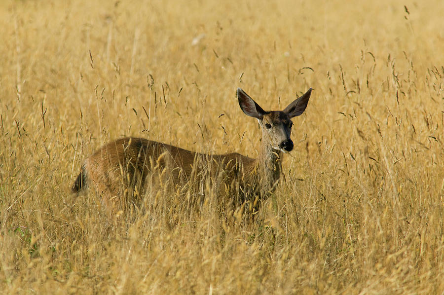 Blacktail Deer in Tall Grass Photograph by Randall Ingalls - Fine Art ...