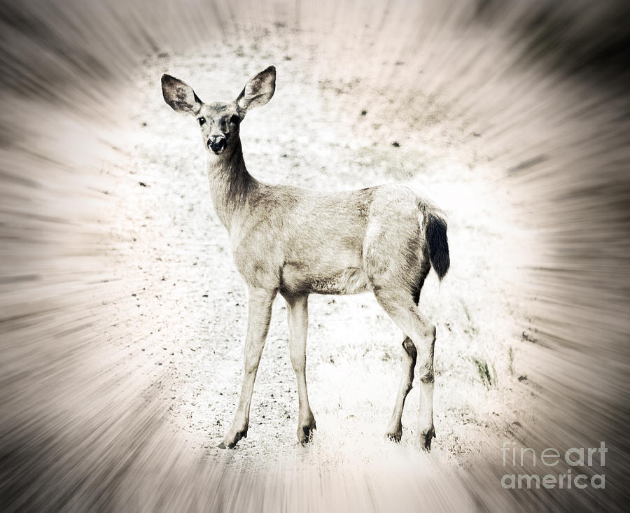 Deer Photograph - Blacktail Deer by Tina W