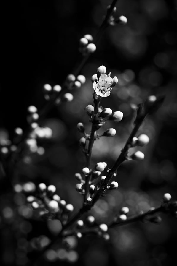 Blackthorn flower by David Isaacson Blackthorn flower by David Isaacson