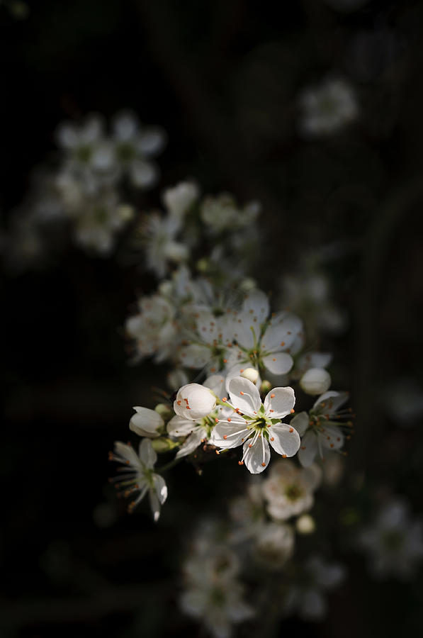 Blackthorn flowers by David Isaacson Blackthorn flowers by David Isaacson