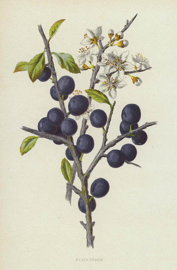 Still Life Painting - Blackthorn by Frederick Edward Hulme
