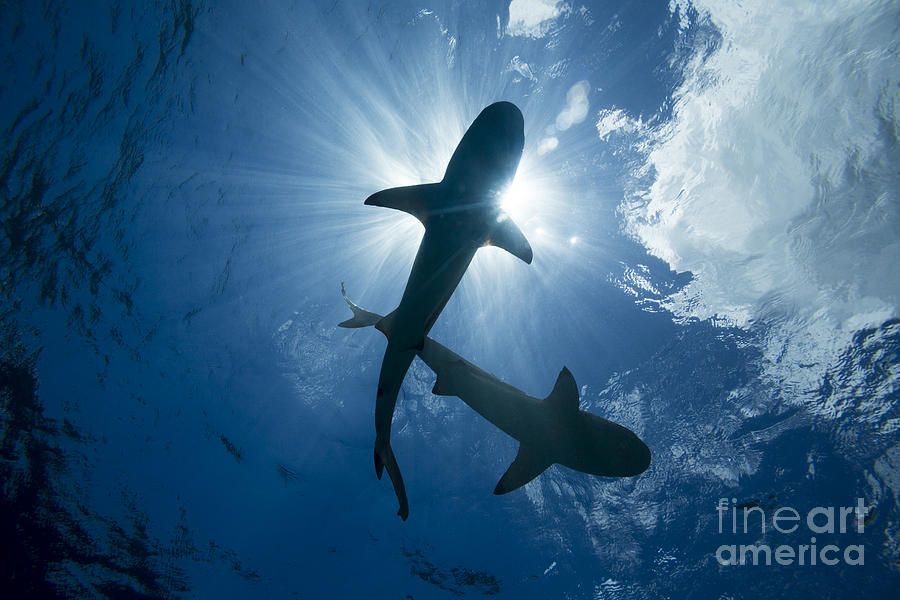 Blacktip Reef Sharks  Carcharhinus Photograph by Dave Fleetham