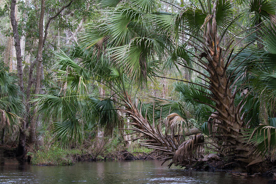 Blackwater Creek Palms Photograph by Paul Rebmann