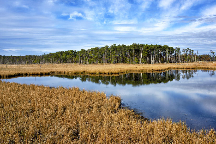 Blackwater National Wildlife Refuge in Maryland Photograph by Brendan Reals