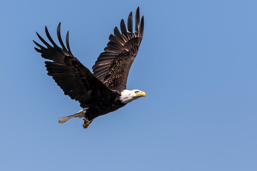 Blad Eagle Flying High Photograph by Rob Green