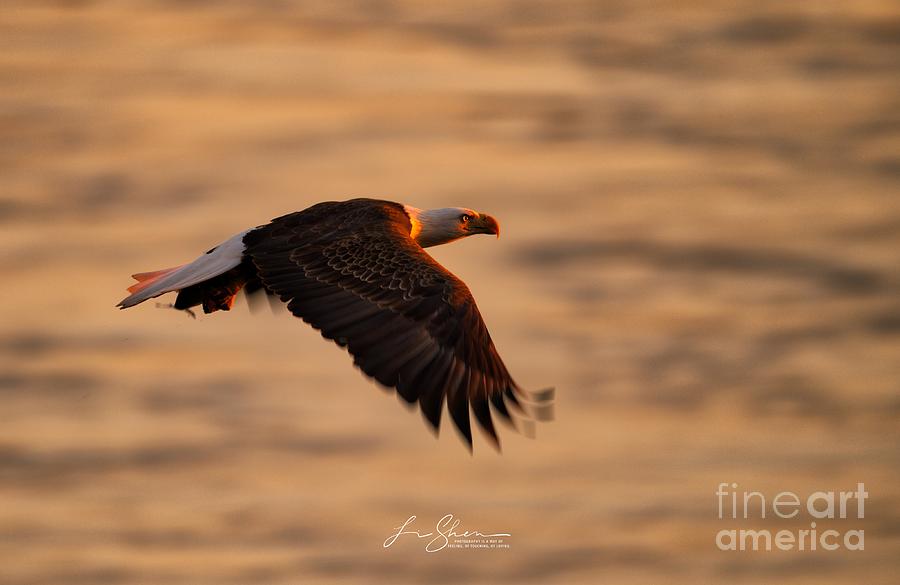 Blad Eagle Photograph by Li Shen | Fine Art America