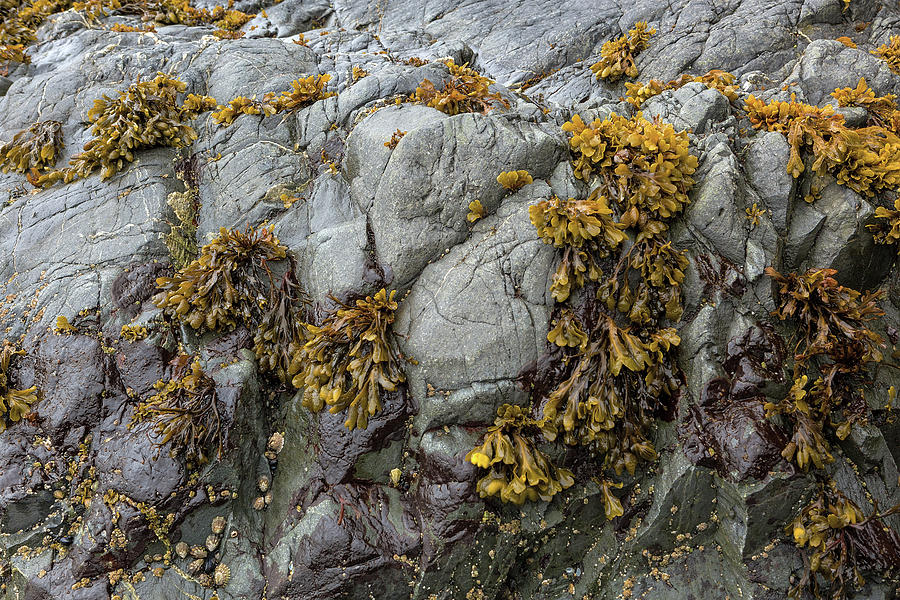 Bladderwrack Seaweeds Clinging on Rock Photograph by David Gn