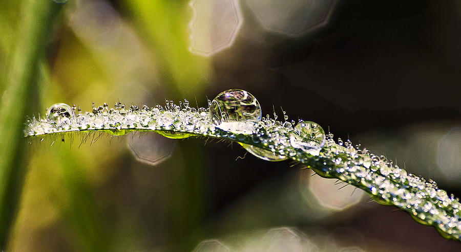 Blade Of Grass Cover With Dew Drops Photograph by Michael Whitaker