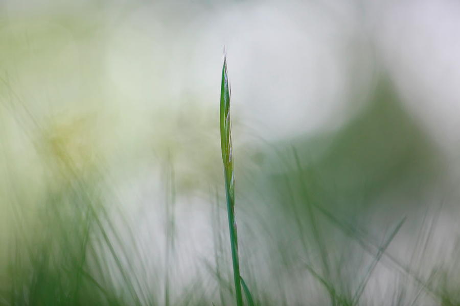 Blade Of Green Grass Photograph