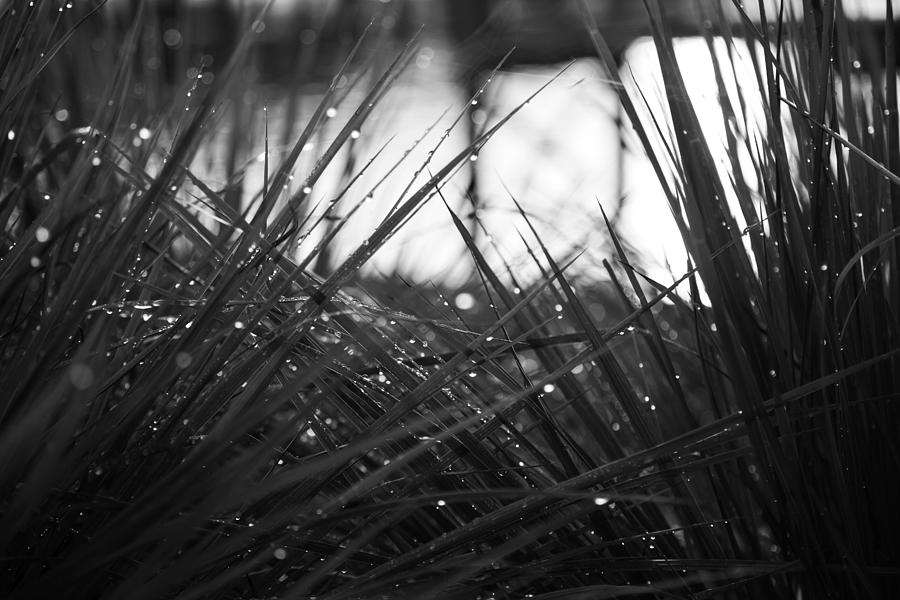 Blades and Drops black and white Photograph by Toni Hopper