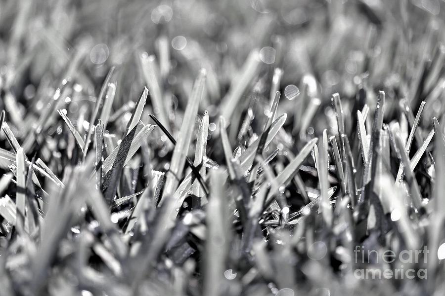 BLADES - Grass In BW Photograph By Diann Fisher - Fine Art America