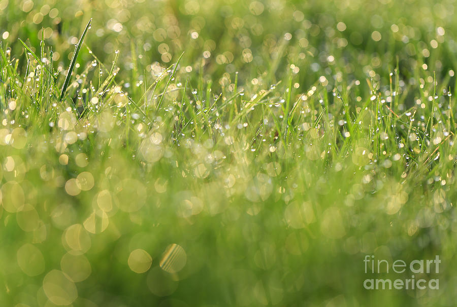 Spring Photograph - Blades of Light by Rachel Cohen