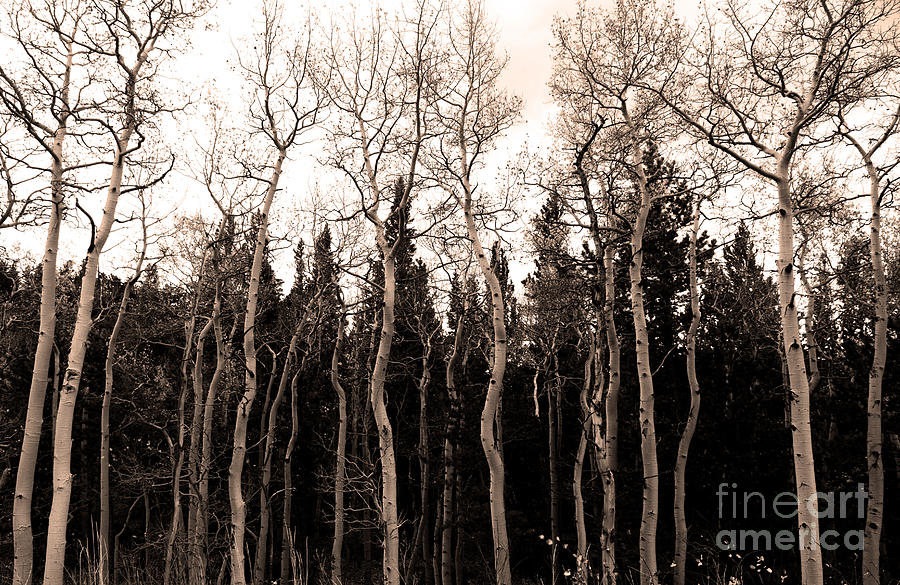 Winter Aspen Trees Photograph by Jennifer Camp