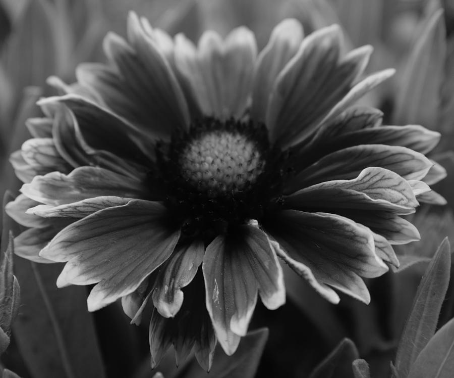 Black And White Blanket Flower Photograph by Jimmy Chuck Smith