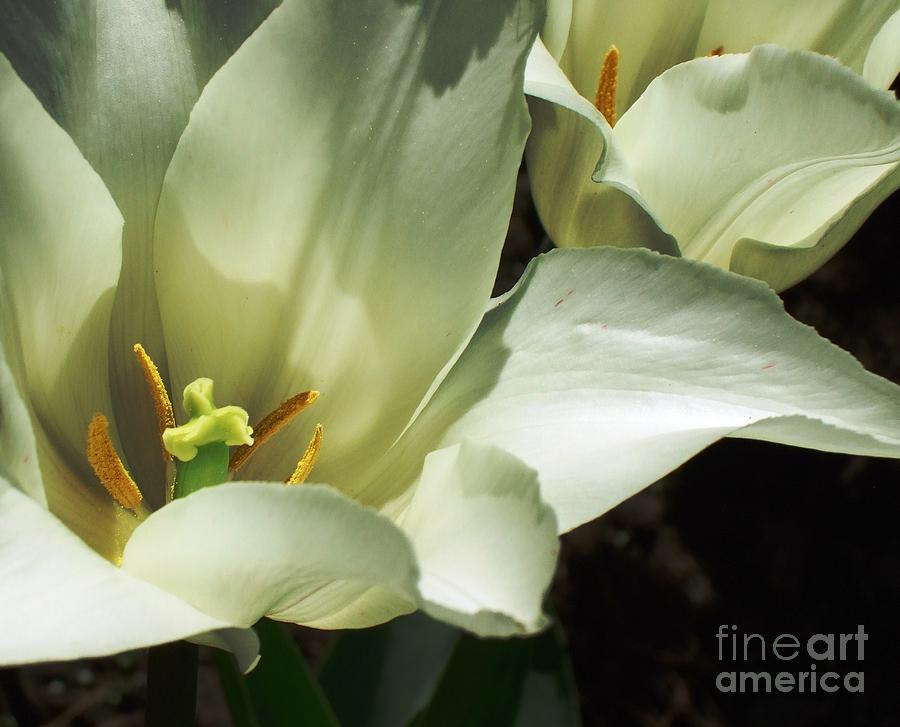 Blanche Photograph by Lisa Fenn - Fine Art America