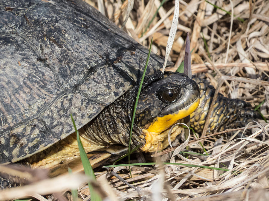 Blanding's Turtle Close Photograph by Deb Fedeler - Fine Art America