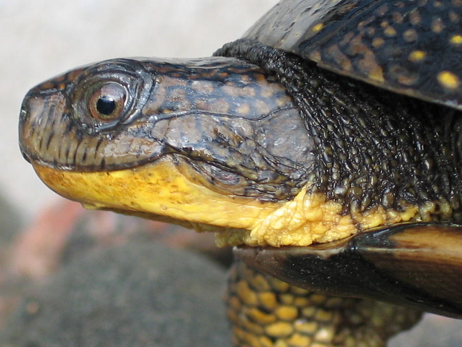 Blandings Turtle Photograph by Lucy Perna - Fine Art America