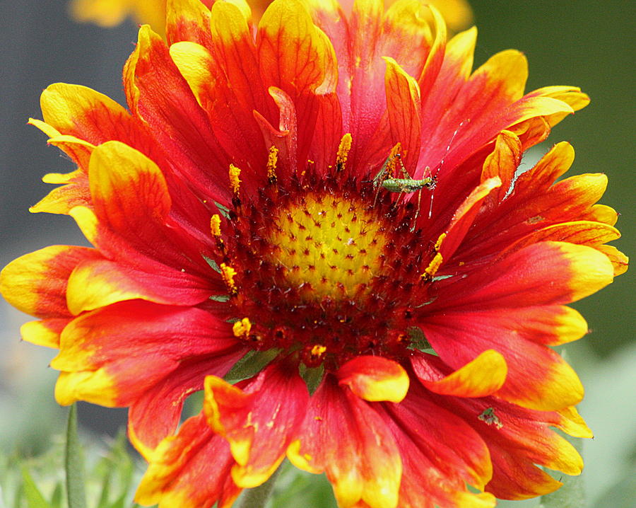 Blanket Flower and Bug Photograph by Sheila Brown