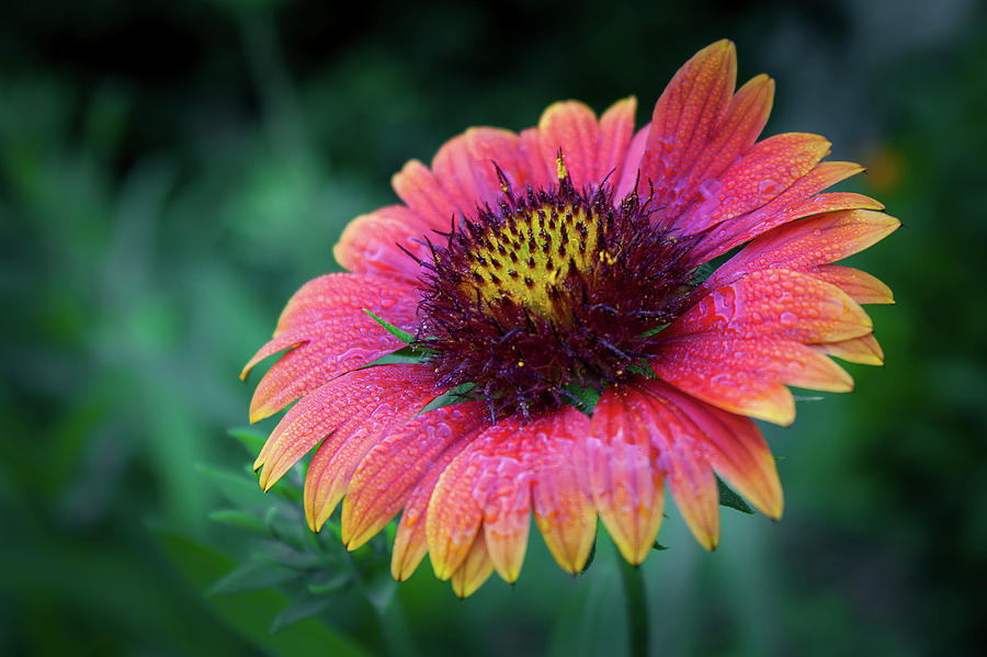 Flowers Still Life Photograph - Blanket Flower by Rose McClure