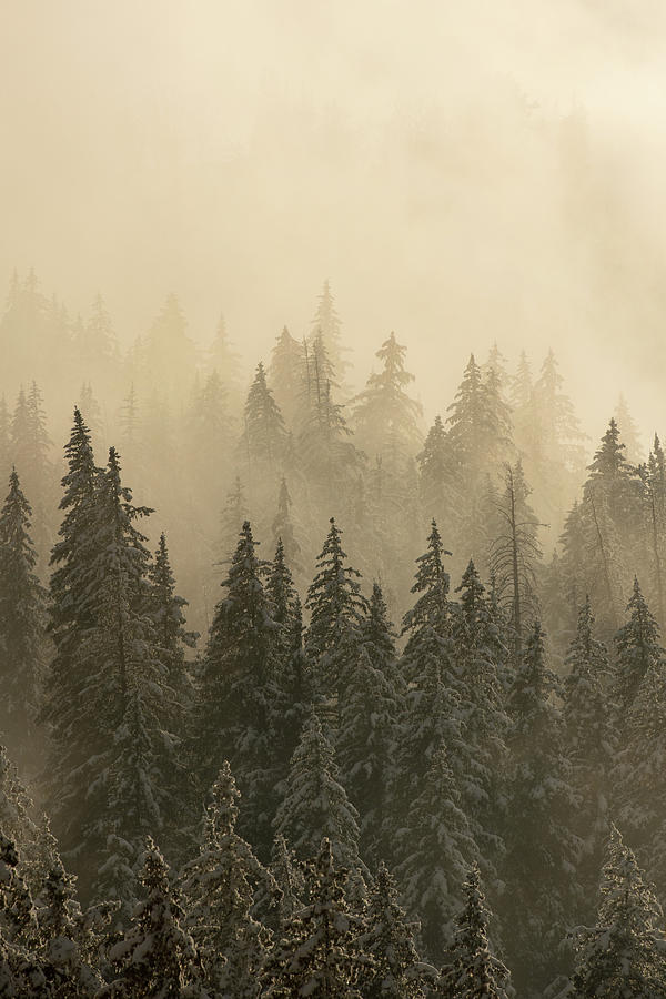 Blanket of Back-lit Fog Photograph by Dustin LeFevre