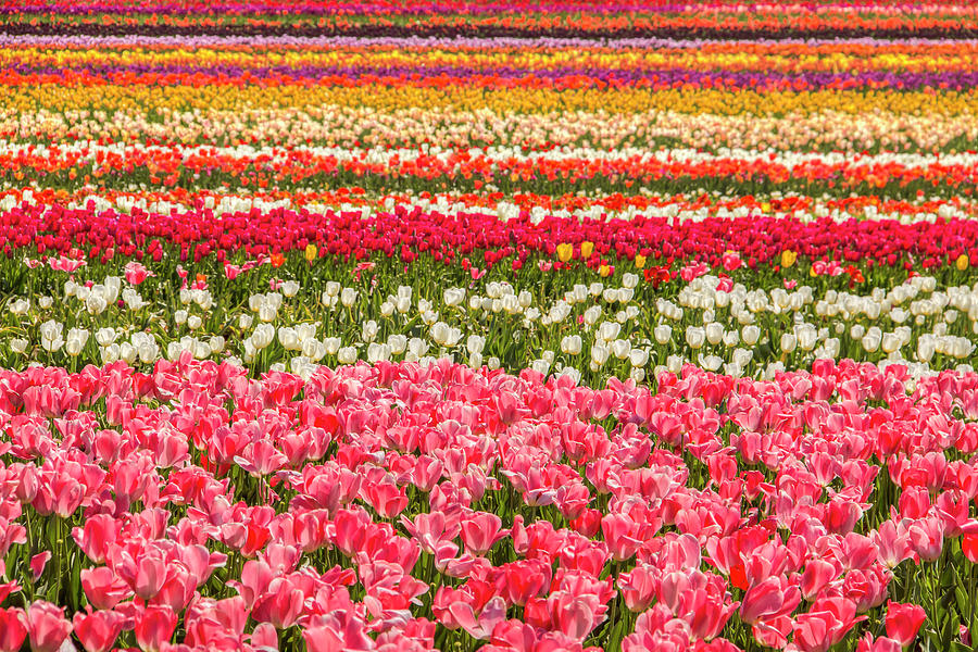 Blanket of Colors Photograph by Kristina Rinell