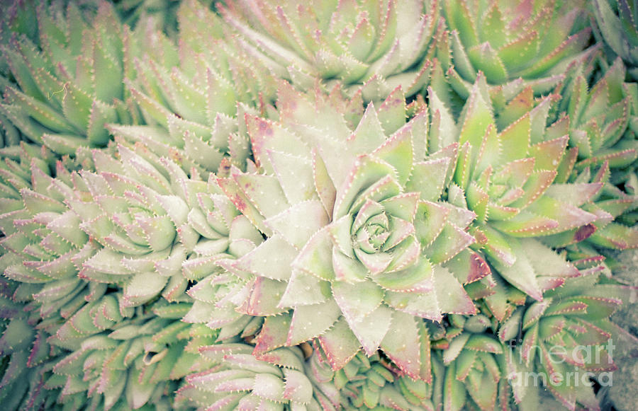 Blanket of Succulents Photograph by Ana V Ramirez