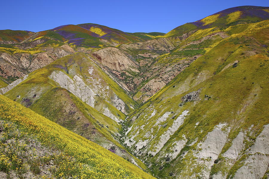 Blanket of wildflowers cover the Temblor Range at Carrizo Plain National Monument Photograph by Jetson Nguyen