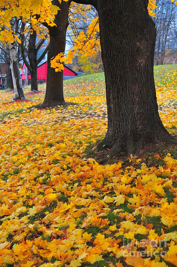 Fall Photograph - Blanket of Yellow by Catherine Reusch Daley