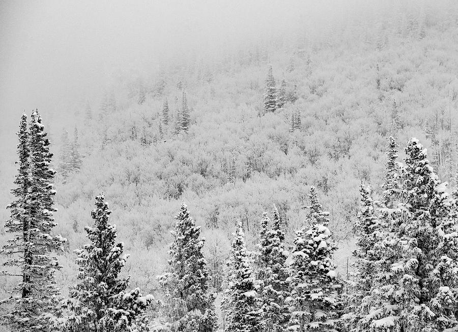 Blanketed In White Photograph by Rand Ningali