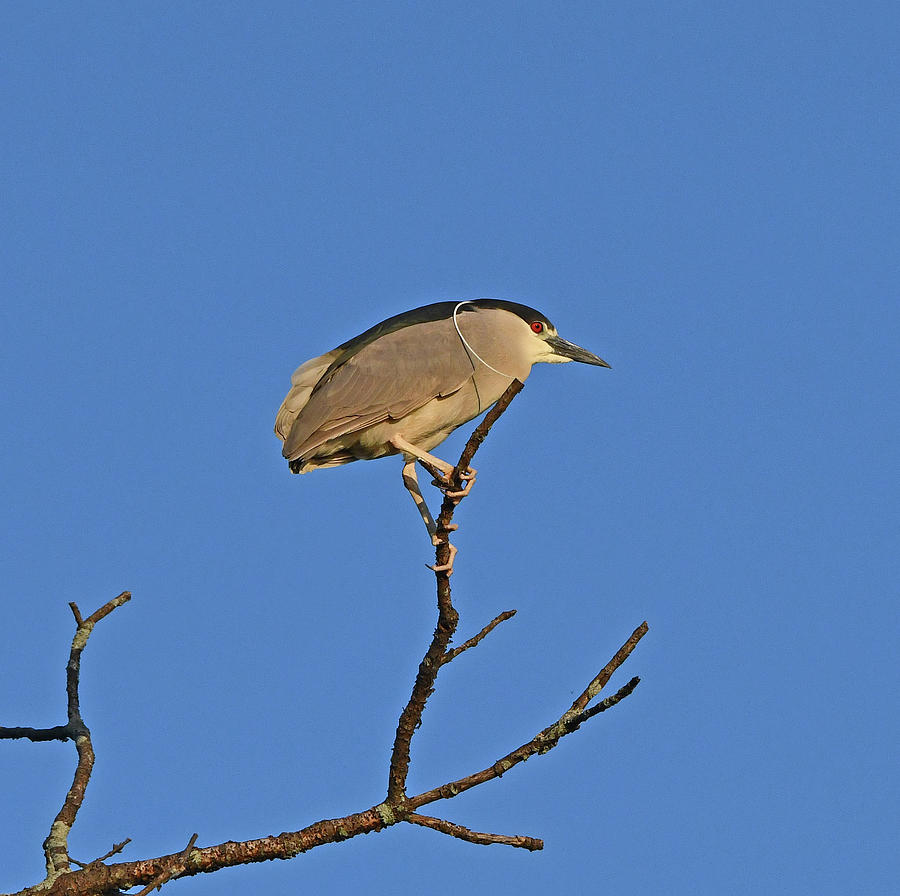 Black-crowned Night Heron by Ken Stampfer Black-crowned Night Heron by Ken Stampfer