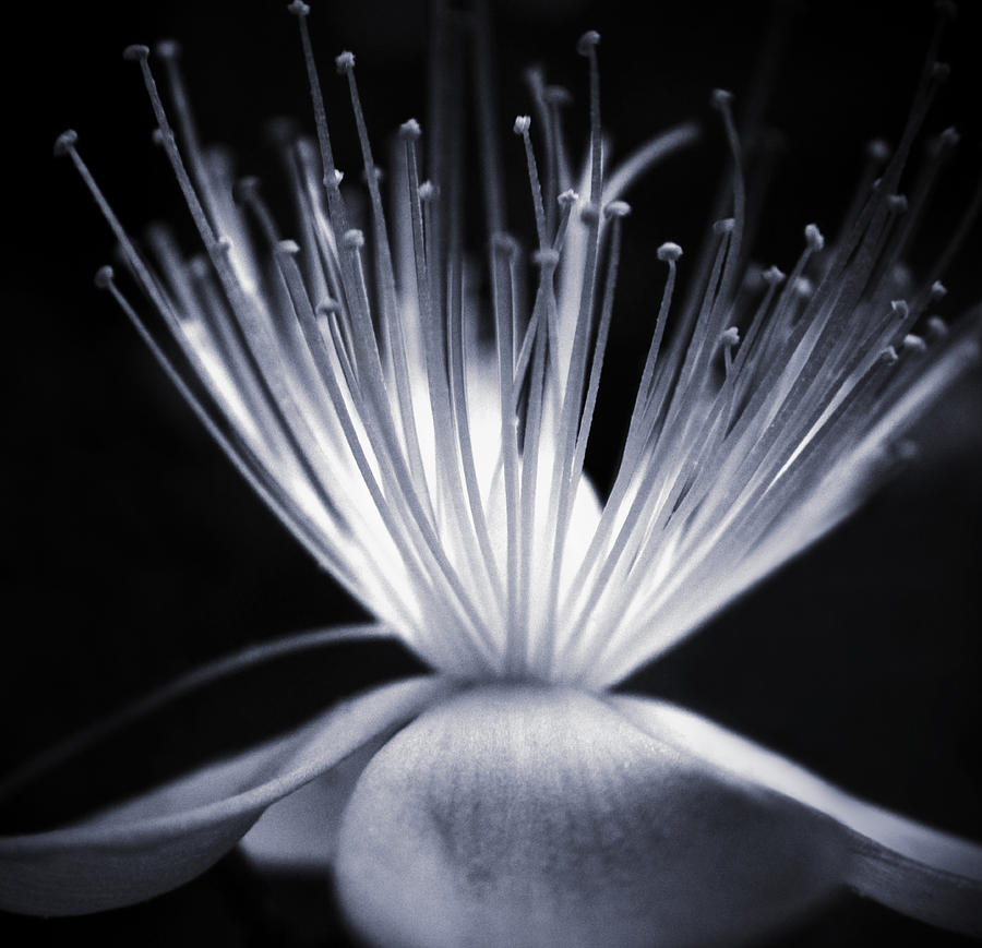 Flowers Still Life Photograph - Blaze by Dorit Fuhg