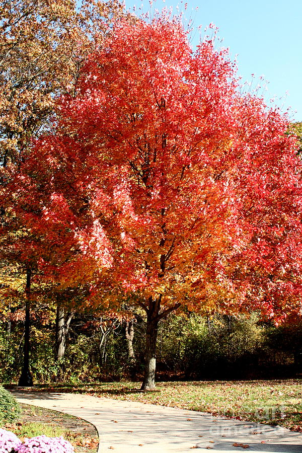Blazing Autumn Tree Photograph by B Rossitto