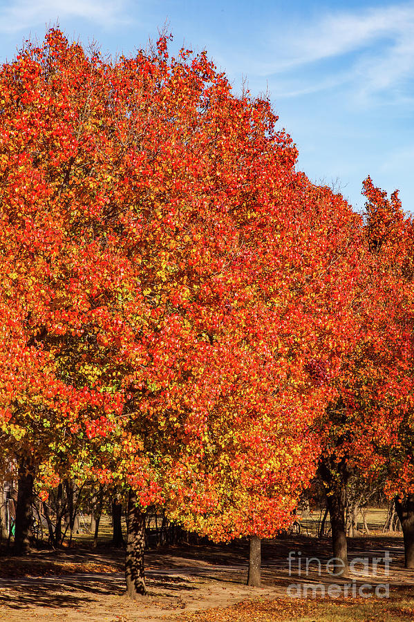 Blazing Autumn Trees Photograph by George Lehmann