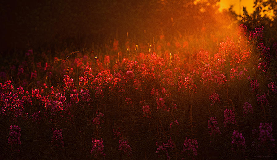 Blazing Fireweed at Sunset Photograph by Marty Saccone