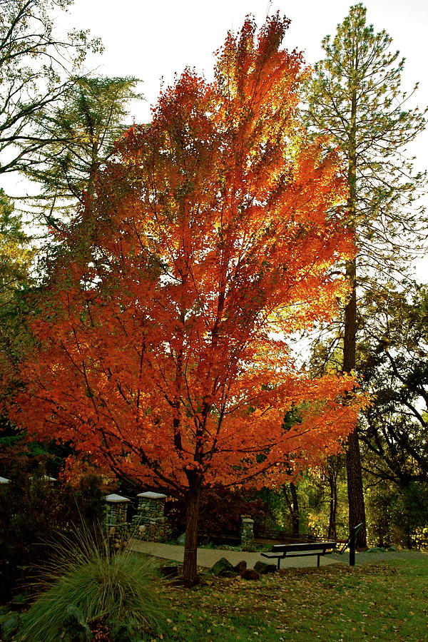 Blazing Maple Flame Photograph by Michele Myers
