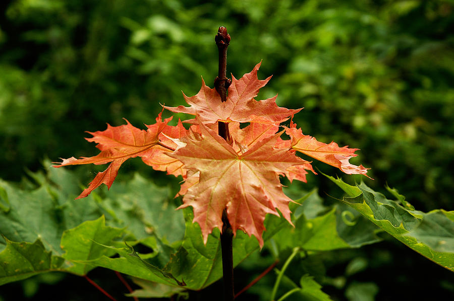 Blazing Maple Leaves Photograph by Mike Evangelist