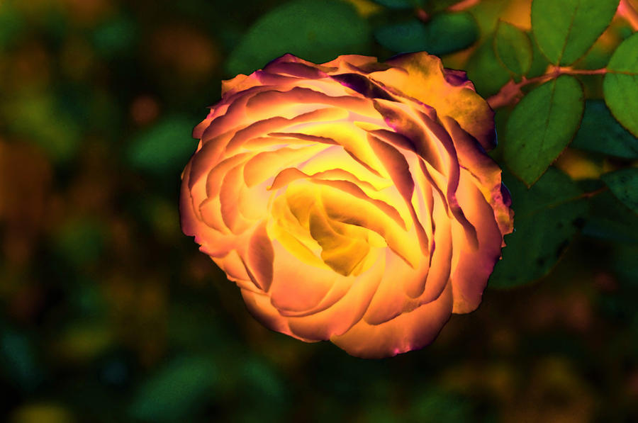 Nature Photograph - Blazing Rose by Lyle  Huisken
