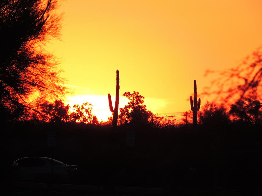 Blazing Sonoran Sundown Photograph by Bill Tomsa
