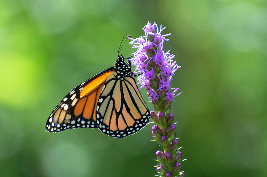 Blazing Star and Monarch Photograph by Forest Floor Photography