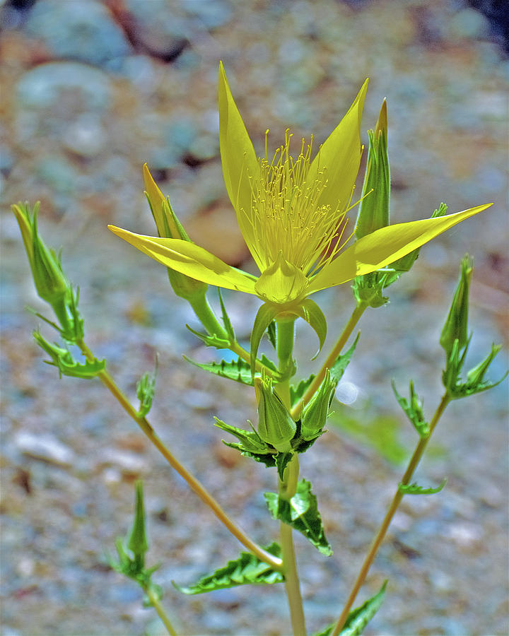 Blazing Star on Mount Baldy, California Photograph by Ruth Hager