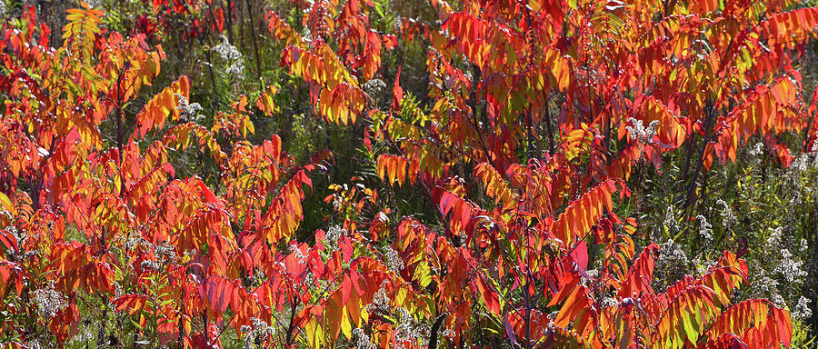 Blazing Sumac along Wisconsin Interstate Photograph by Ray Mathis