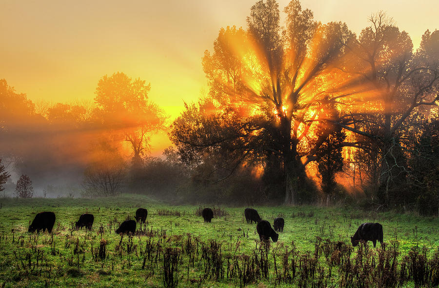 Blazing Sunrise over a Farm Pasture Horizontal Photograph by Dan Carmichael