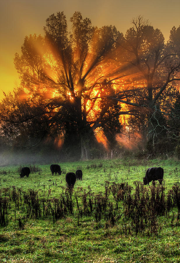 Blazing Sunrise over a Farm Pasture Vertical Photograph by Dan Carmichael