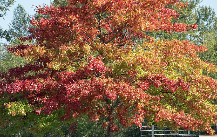 Blazing Tree in Hillcrest Park Photograph by Tom Cochran