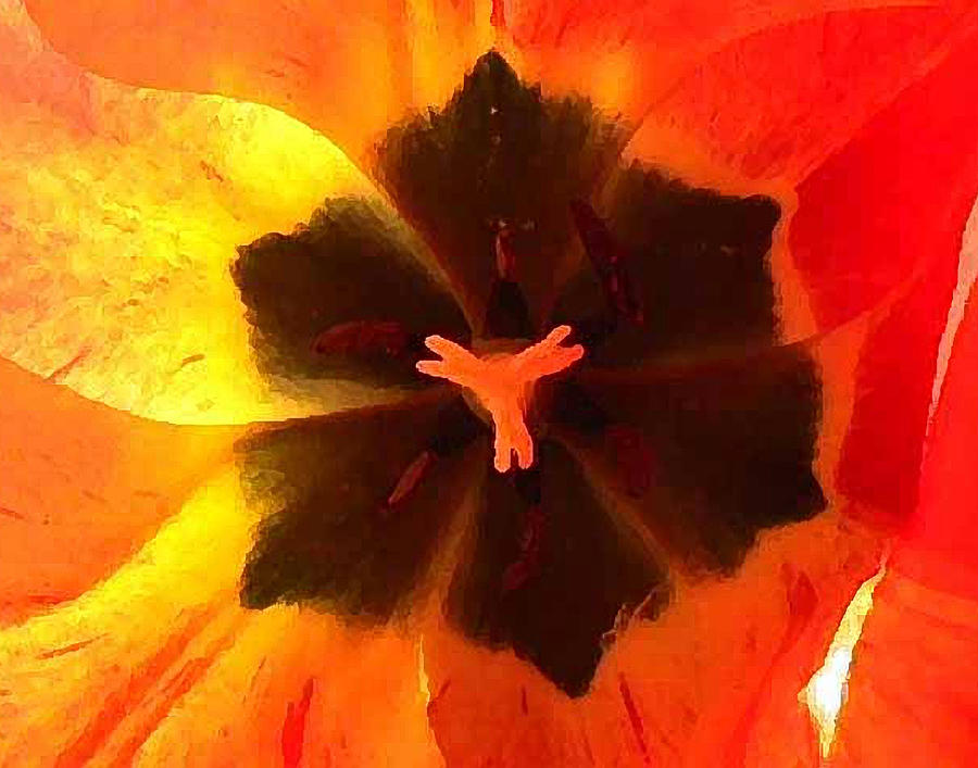 Tulip Photograph - Blazing Tulip by Ross Powell