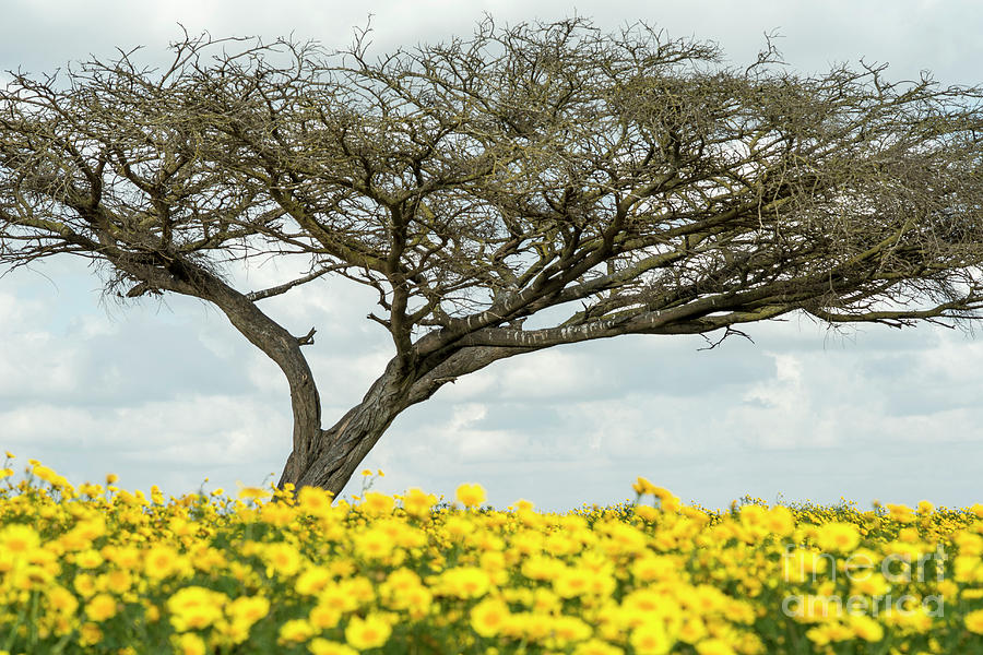 Blazing Yellow Field Of Daisies  Photograph by Ezra Zahor