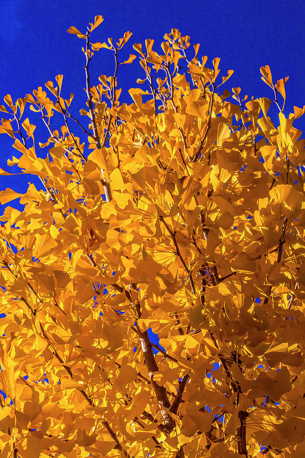 Blazing Yellow Ginkgo Tree Photograph by Garry Gay