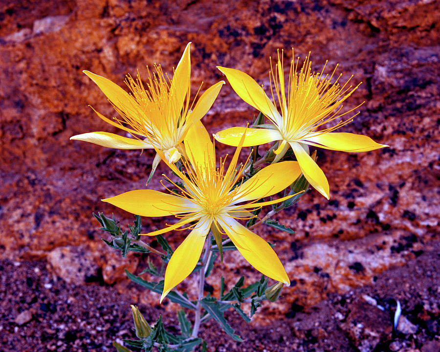 Blazingstar Wildflower Photograph by Ed Riche