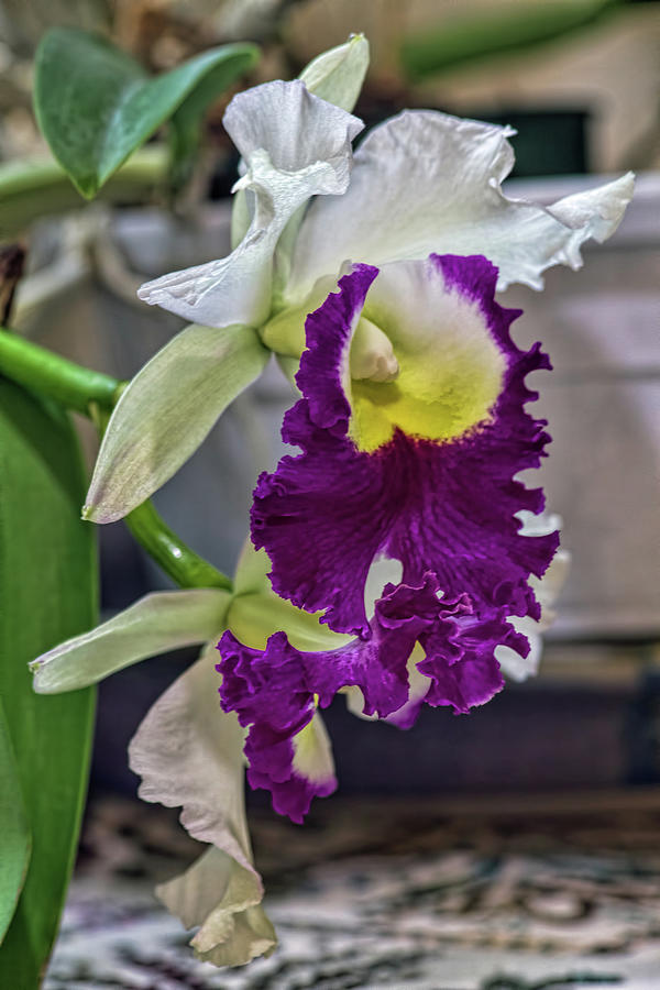 Orchid Photograph - Blc. Memoria Anna Balmores Carnula by Alana Thrower